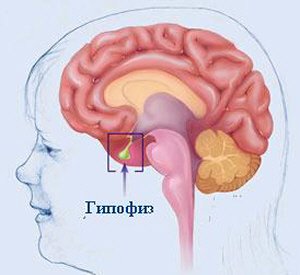 Гипофиз (hipophysis). Положение гипофиза в области основания головного мозга